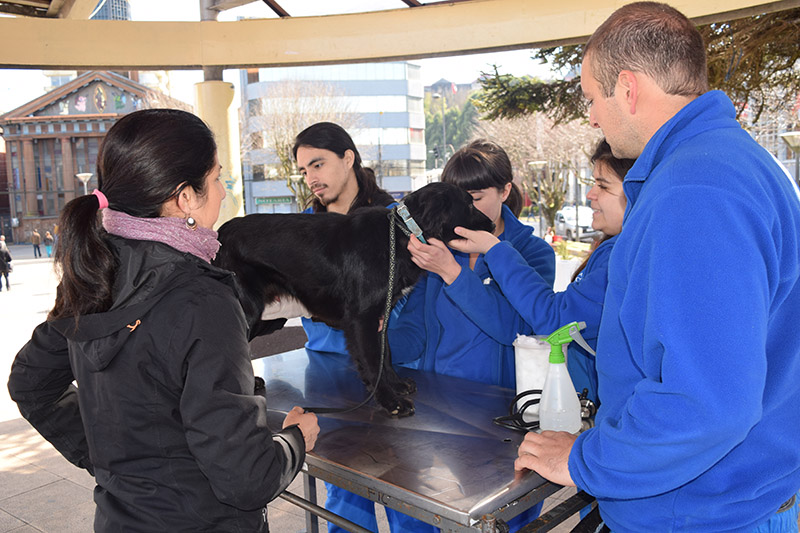 Carrera de Medicina Veterinaria UST difunde aspectos preventivos contra la rabia en la región