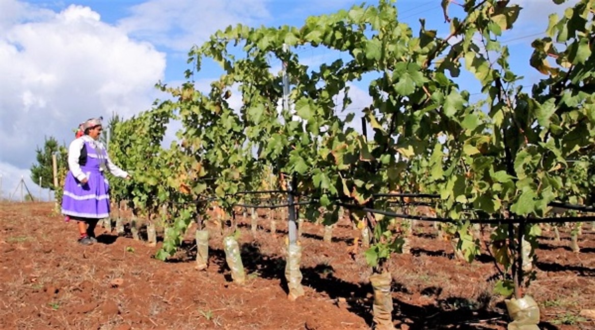 Proyecto vitivinícola de la Universidad Santo Tomás de Osorno beneficiará a familias agrícolas de la zona