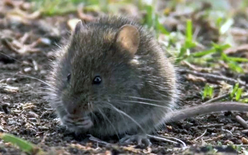 Directora de Carrera de Medicina Veterinaria de la UST Talca entregó recomendaciones para prevenir el virus Hanta