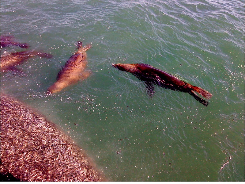 Proyecto UST Osorno investigará comportamiento de lobos marinos y su relación con la pesca artesanal en la zona