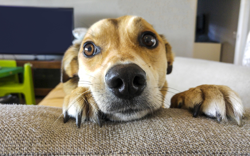 Cuarentena Covid-19: Médico Veterinario entrega recomendaciones para mascotas
