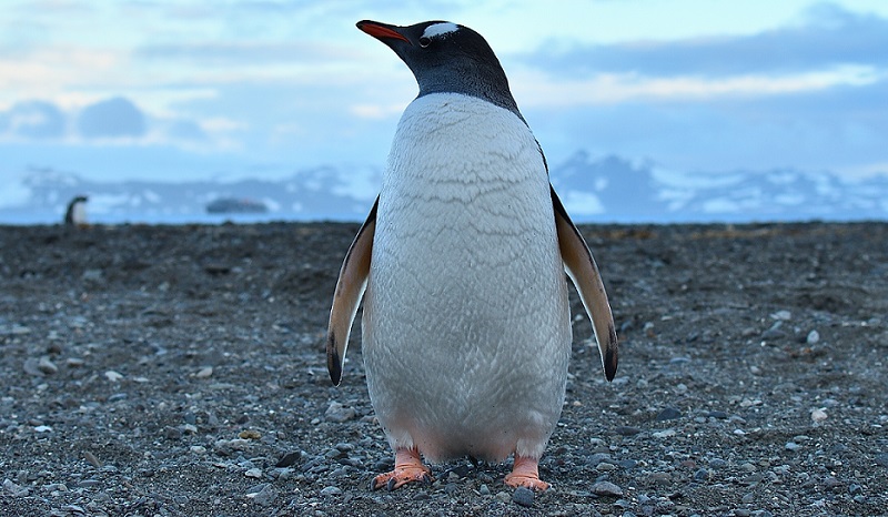 Profesor de Medicina Veterinaria en reportaje de El Mostrador por el Día Mundial de los Pingüinos