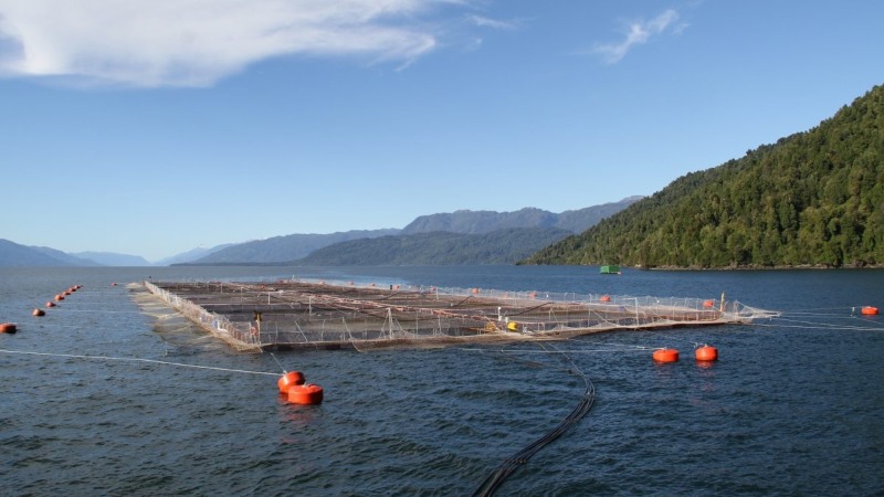 Académico analiza el Cordón Sanitario en Chiloé y su impacto en la Industria Salmonera