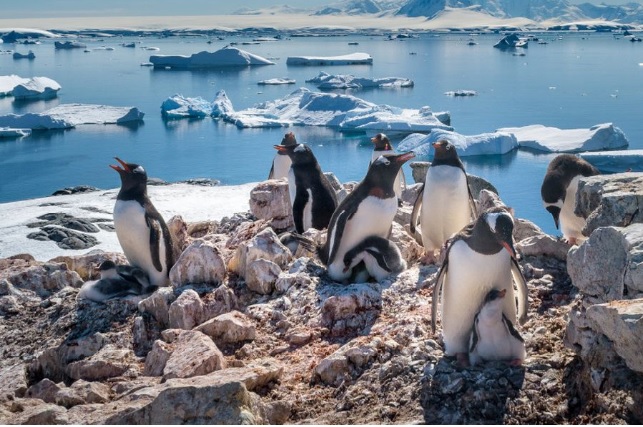 Biólogo de UST Santiago contó su experiencia a La Tercera sobre pingüinos en la Antártica