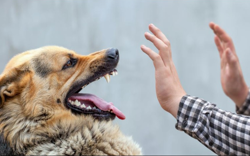 Investigación desarrollada en UST Viña del Mar evaluó la capacidad de los médicos veterinarios para reconocer señales de agresión y ansiedad en perros