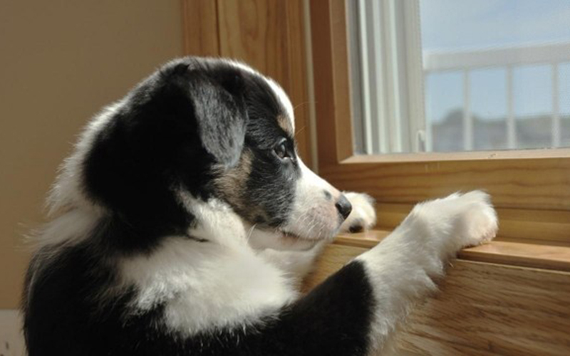 Docente de Medicina Veterinaria explica los efectos que puede provocar la cuarentena en nuestras mascotas