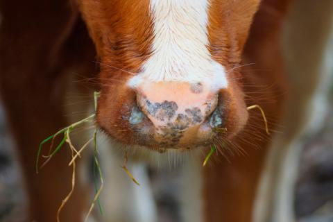 Las enfermedades transmisibles de los animales al hombre, una lección por aprender