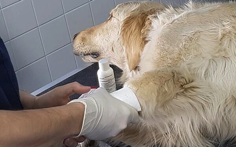 ¿Puedo llevar a mi mascota al médico veterinario a pesar de la cuarentena? Docente de UST explica cómo evaluar y decidir