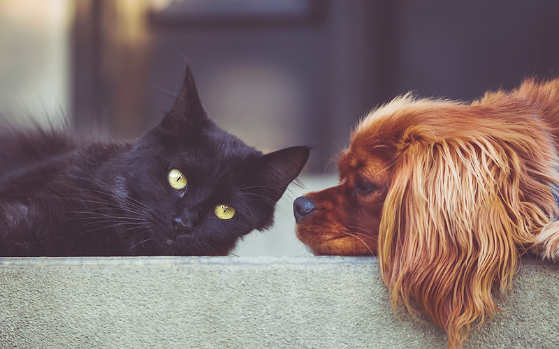 ¿Qué pasará con nuestras mascotas cuando se inicie el desconfinamiento? Veterinario advierte sobre el trastorno de ansiedad por separación