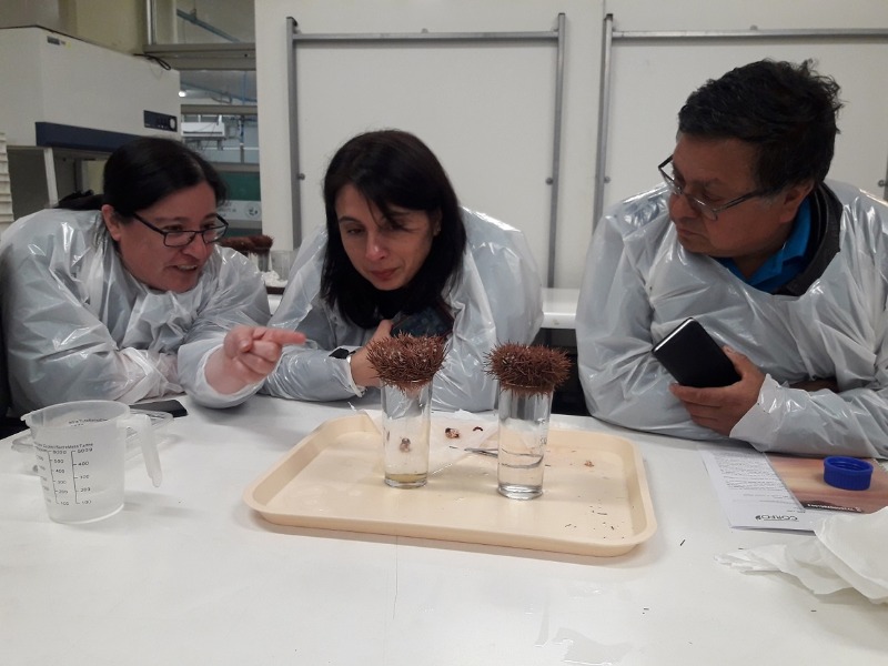 “La región de Los Lagos requiere profesionales expertos en Acuicultura”