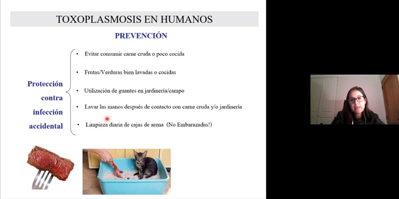 Toxoplasmosis y salmonelosis: otras amenazas zoonóticas de las mascotas