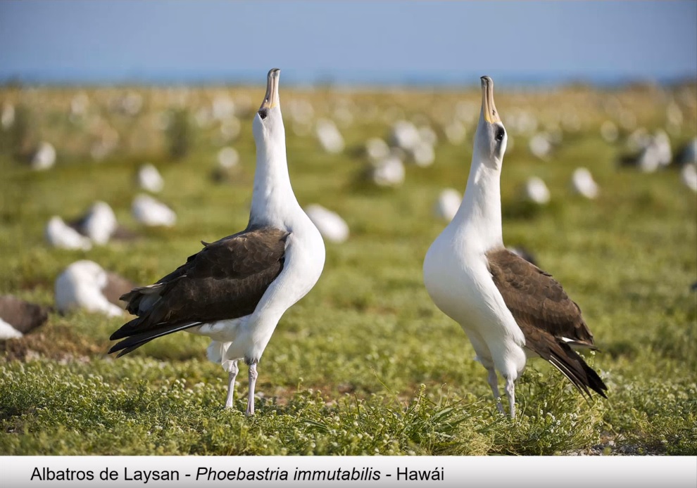 Evolución y ecología de las grandes aves que migran por las costas de Chile