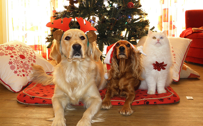 ¿Quiere adoptar o comprar una mascota en Navidad? Docente de Medicina Veterinaria recomienda discutirlo en familia antes de decidir