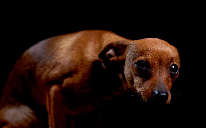 Consecuencias y recomendaciones para mascotas frente al uso de fuegos artificiales