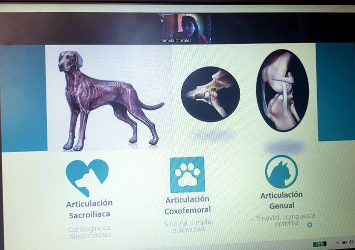 Jornadas Internacionales de Cirugía en Pequeños Animales convocaron a profesionales de toda Latinoamérica