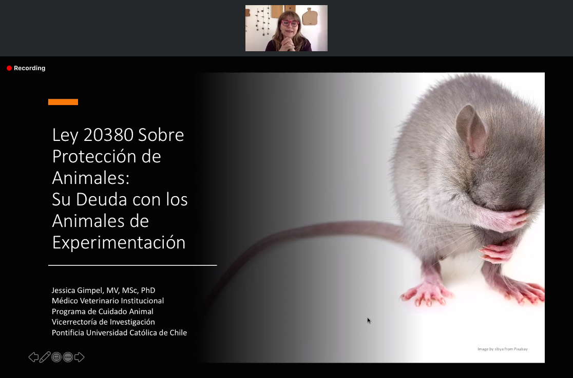 El Observatorio de Tenencia Responsable y Vínculo Humano-Animal UST reflexionó sobre los animales en la nueva Constitución