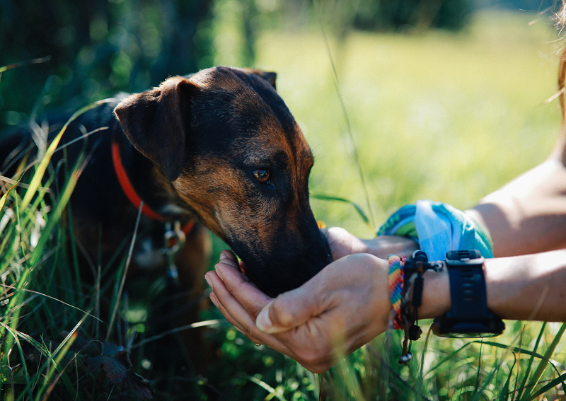 Cómo cuidar a las mascotas en verano