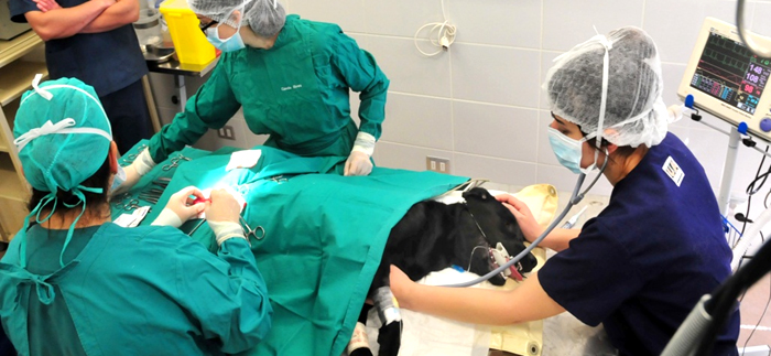 Medicina Veterinaria profesionales de la prevención, diagnóstico y tratamiento de enfermedades