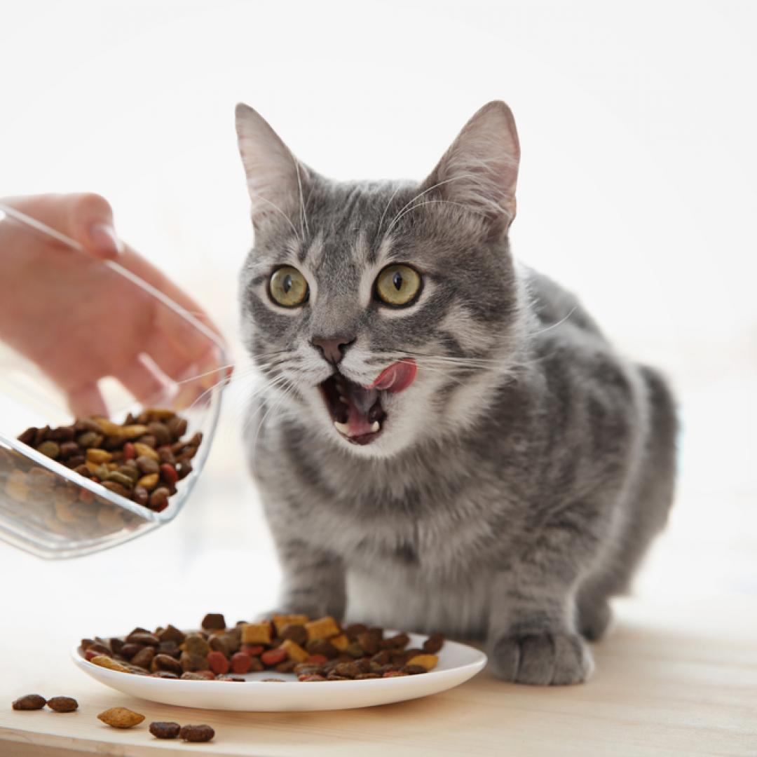 Fallas en ingredientes podrían ser las causas de daño en alimentos para gatos