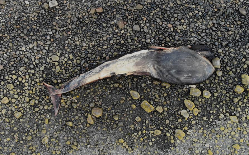 Docente de Medicina Veterinaria de UST Viña del Mar estudia aumento de muerte de ballenas en Chile