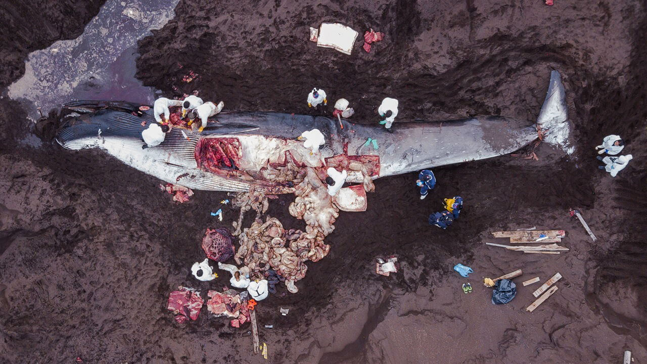 Docente de Medicina Veterinaria es citado por Science Magazine en reportaje sobre muerte de ballenas