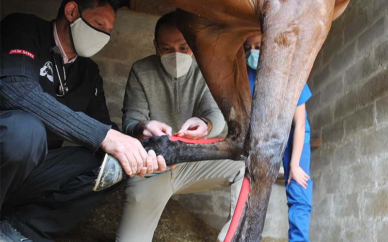 Proyecto de tesis investiga si el uso de kinesiotaping puede acelerar la recuperación de lesiones en caballos de carrera