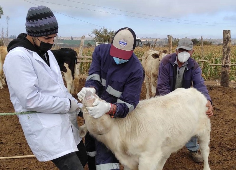Estudiantes de Técnico en Veterinaria realizan operativo de desparasitación de ganado