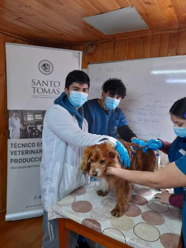 Más de 70 mascotas fueron atendidas en Operativos Caninos en Alerce Norte