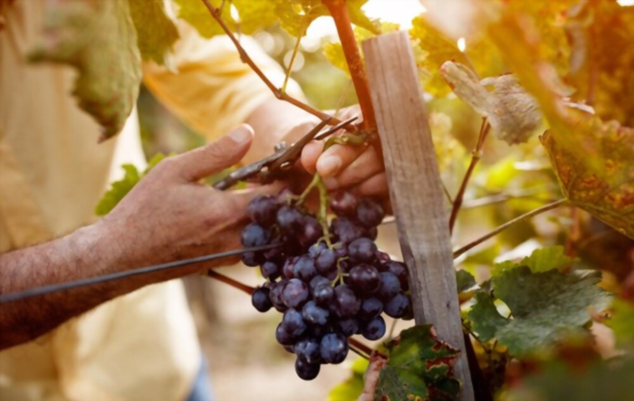 Día Nacional del Vino: historia y tradición de una cepa con denominación de origen
