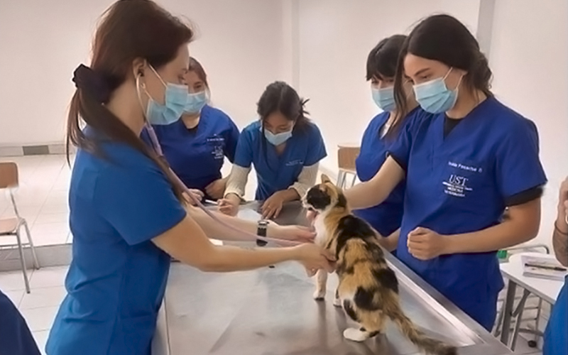 Hospital Veterinario de UST Viña del Mar reabre sus puertas a la comunidad para atención de mascotas