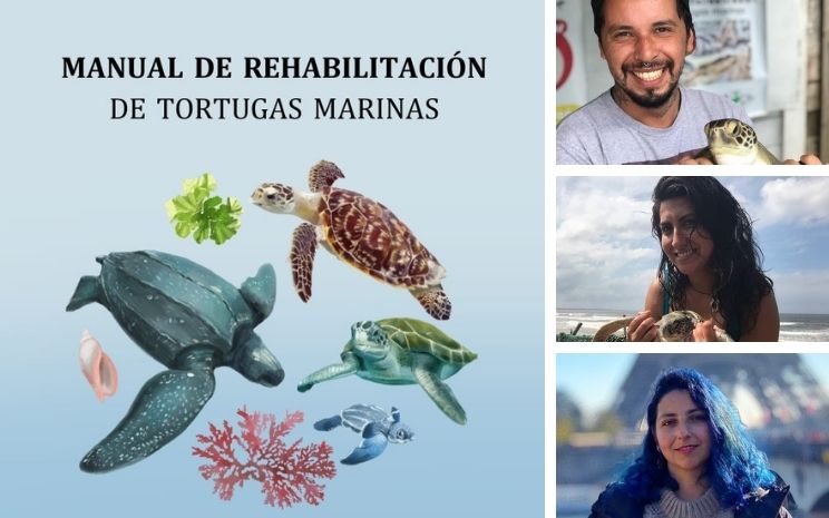 Lanzan manual de rehabilitación de tortugas marinas