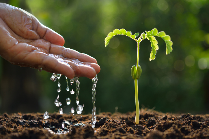 Cinco tips para optimizar el agua en nuestros huertos