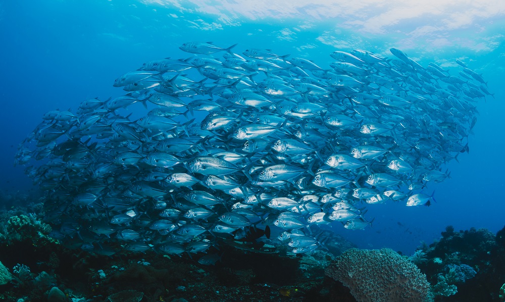 Docente UST Osorno destaca en publicaciones de estudio de peces de cultivo y efectos del betacaroteno producto del consumo de alcohol