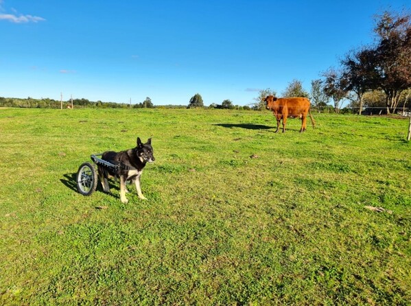Rehabilitación, reincorporación y reintegro animal