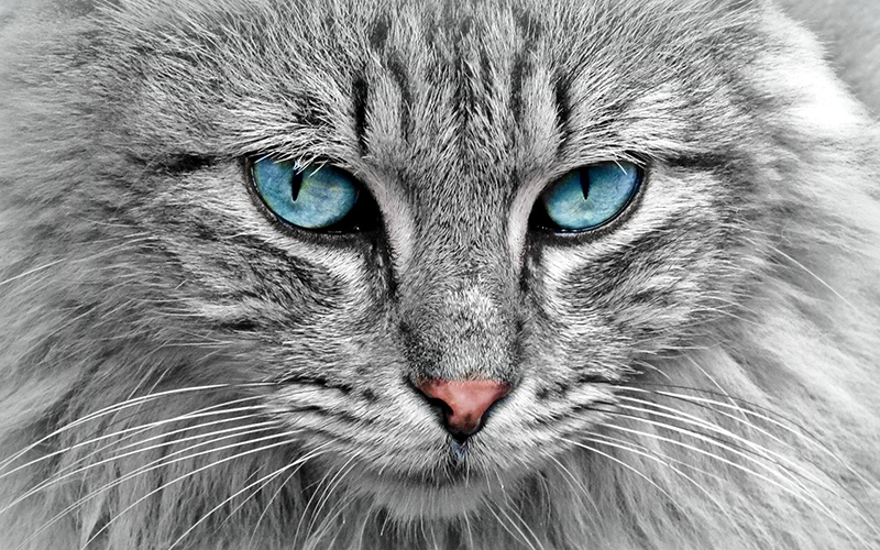 ¿Agosto es el mes de los gatos? Académica de Santo Tomás Viña del Mar explica las razones más allá de la creencia popular