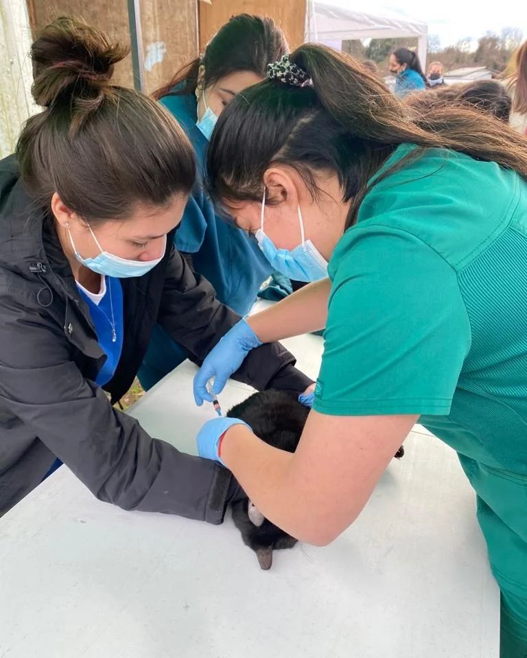 Estudiantes de Santo Tomás Osorno realizaron operativo de mascotas en campamento de Rio Bueno
