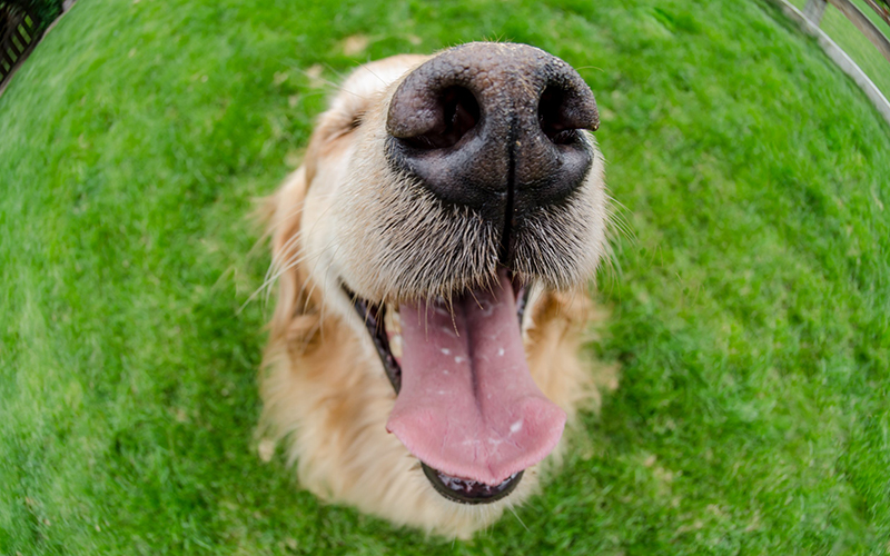Académico de Medicina Veterinaria: Celebremos Fiestas Patrias sin darle comidas típicas a las mascotas