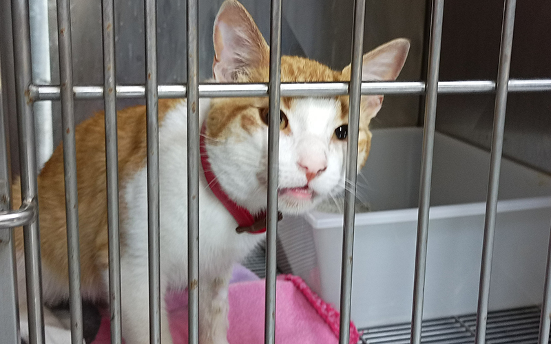 Hospital Veterinario Docente de Santo Tomás ha atendido 10 animales afectados por el incendio de Viña del Mar