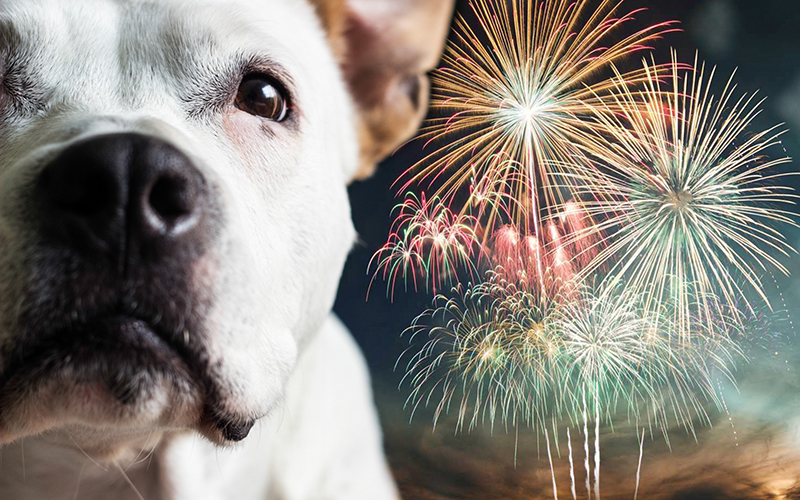 Fuegos artificiales y comidas de Año Nuevo: Académico entrega recomendaciones para mascotas