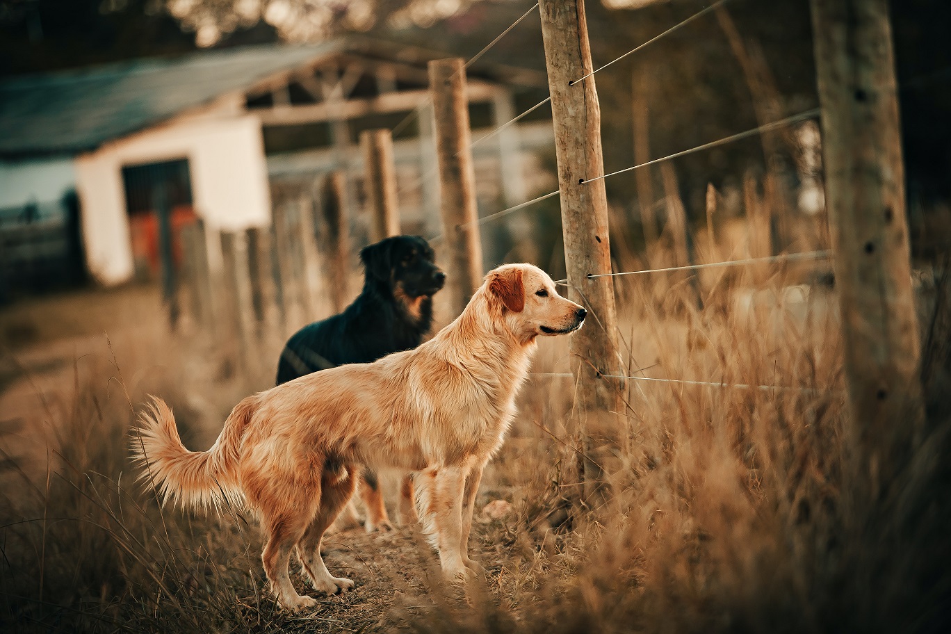 Médico veterinario de UST Concepción entrega consejos para mascotas en fiestas de año nuevo