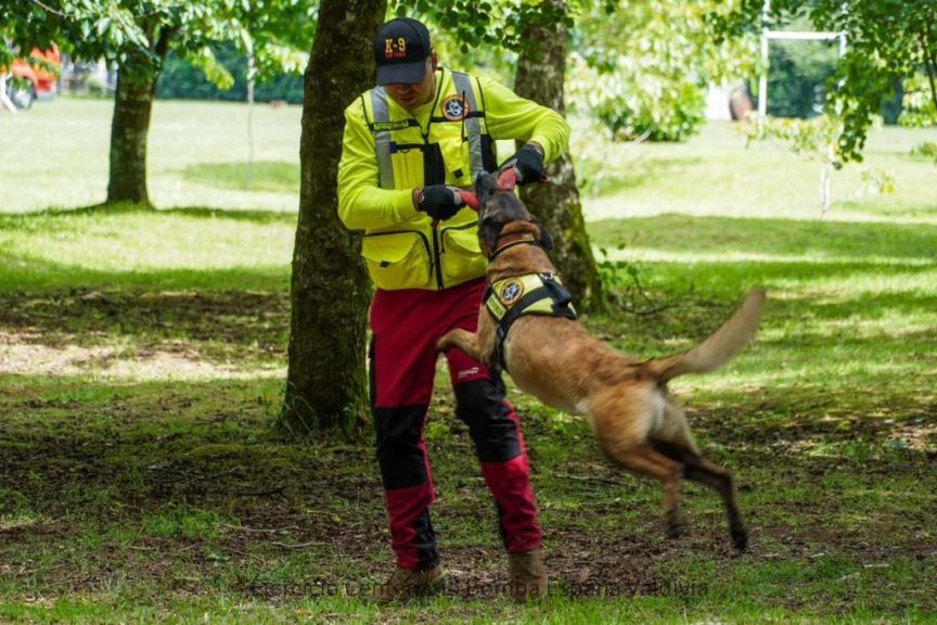Adiestramiento de perros: Derribando mitos acerca de esta práctica que crece en Los Ángeles