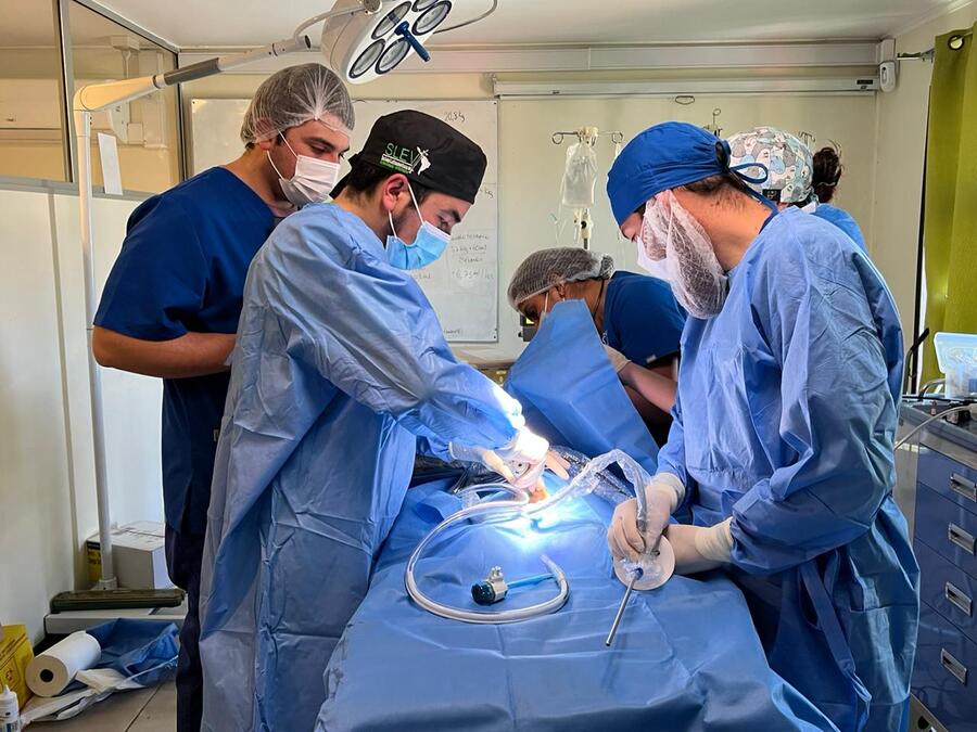 Hospital Veterinario Santo Tomás Puerto Montt realizó primera cirugía laparoscópica