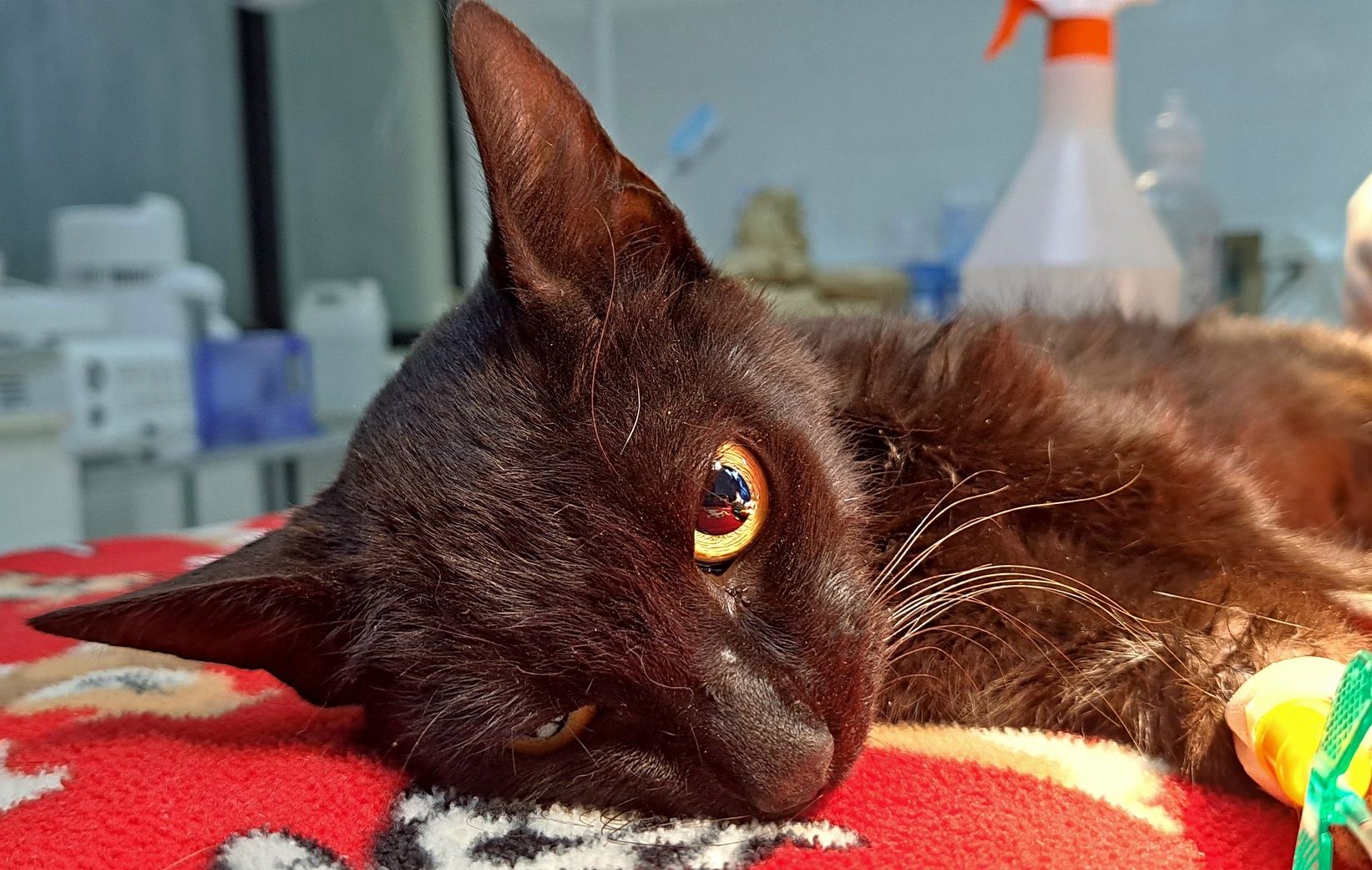 Universidad Santo Tomás puso a disposición su hospital veterinario de Concepción para animales afectados por incendios forestales