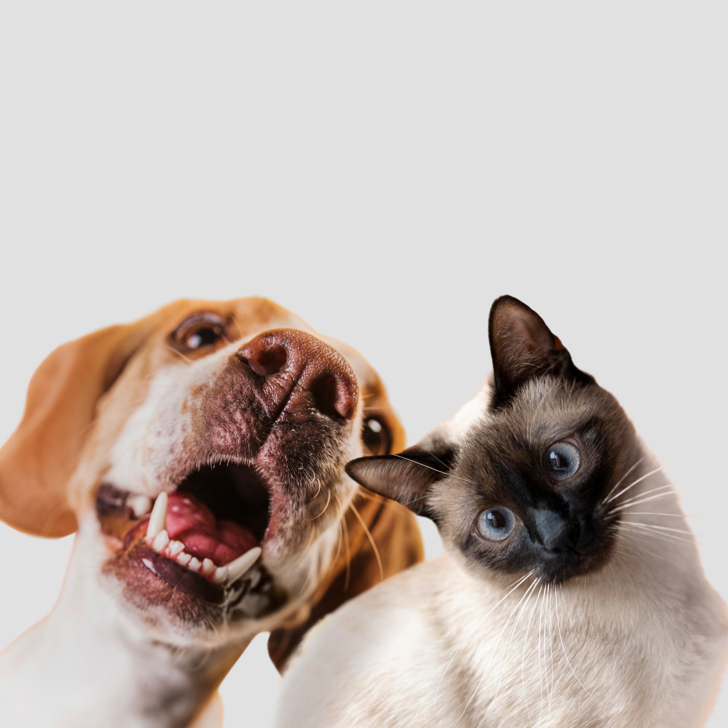 ¿Desde cuándo se puede esterilizar a un perro o un gato? Experto UST responde