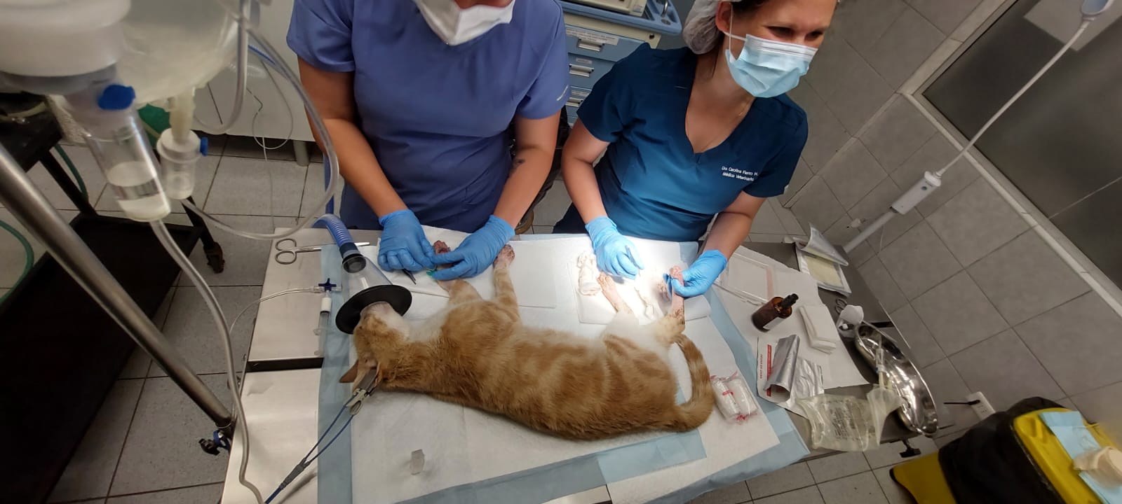 Hospital Veterinario Docente UST Viña del Mar continúa atendiendo animales afectados por incendio