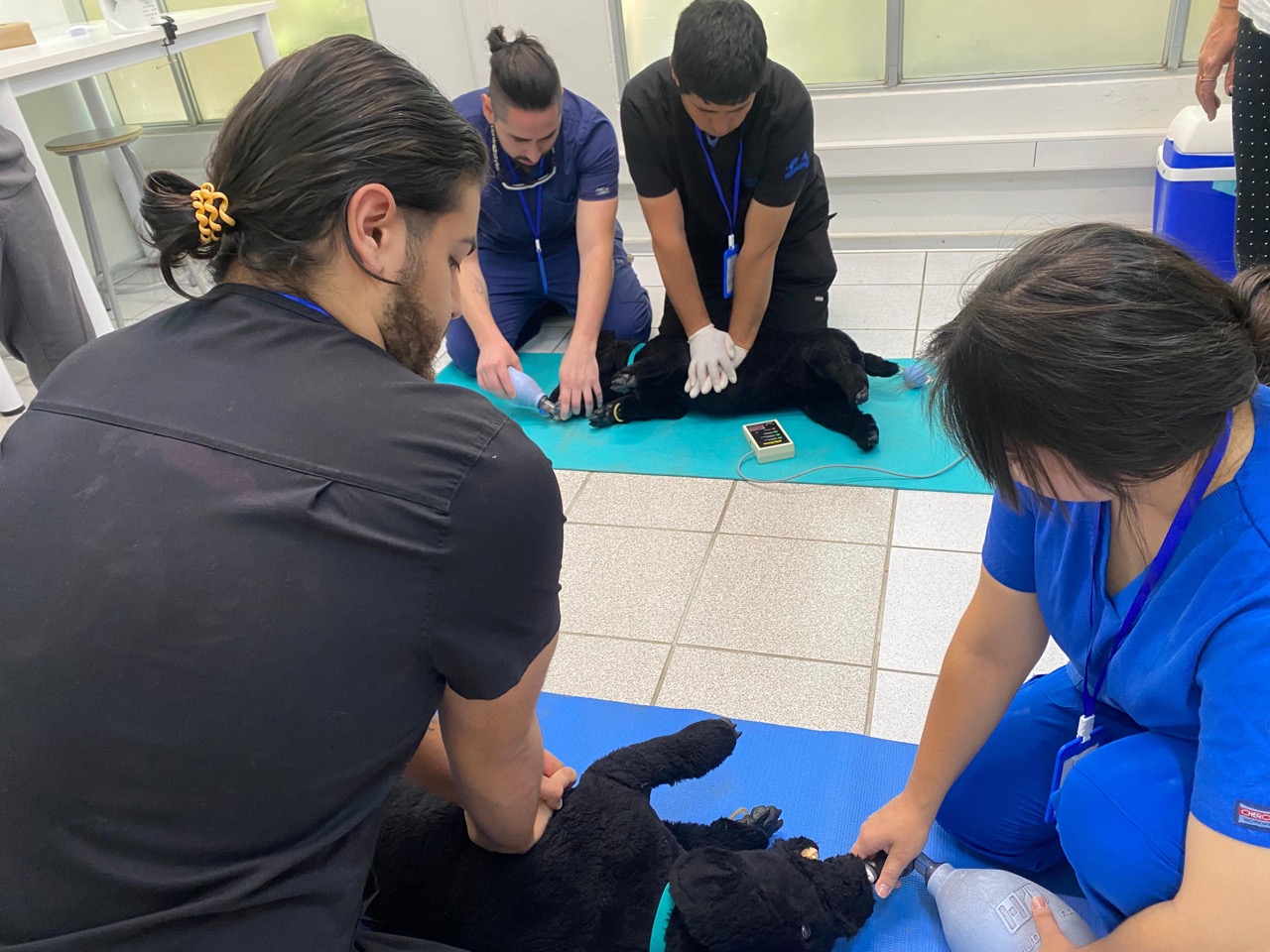 Con éxito culminó diplomado en Cirugía y Cuidados Intensivos de Animales de Compañía de la UST Talca