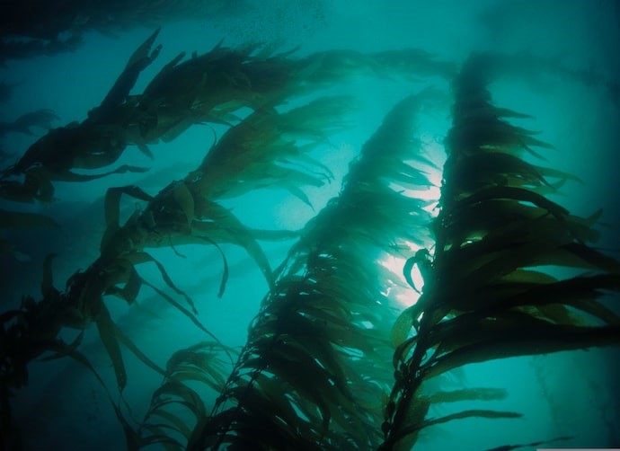 ¿Un Amazonas submarino en Chile? Estudio comprueba la capacidad de las algas para secuestrar carbono
