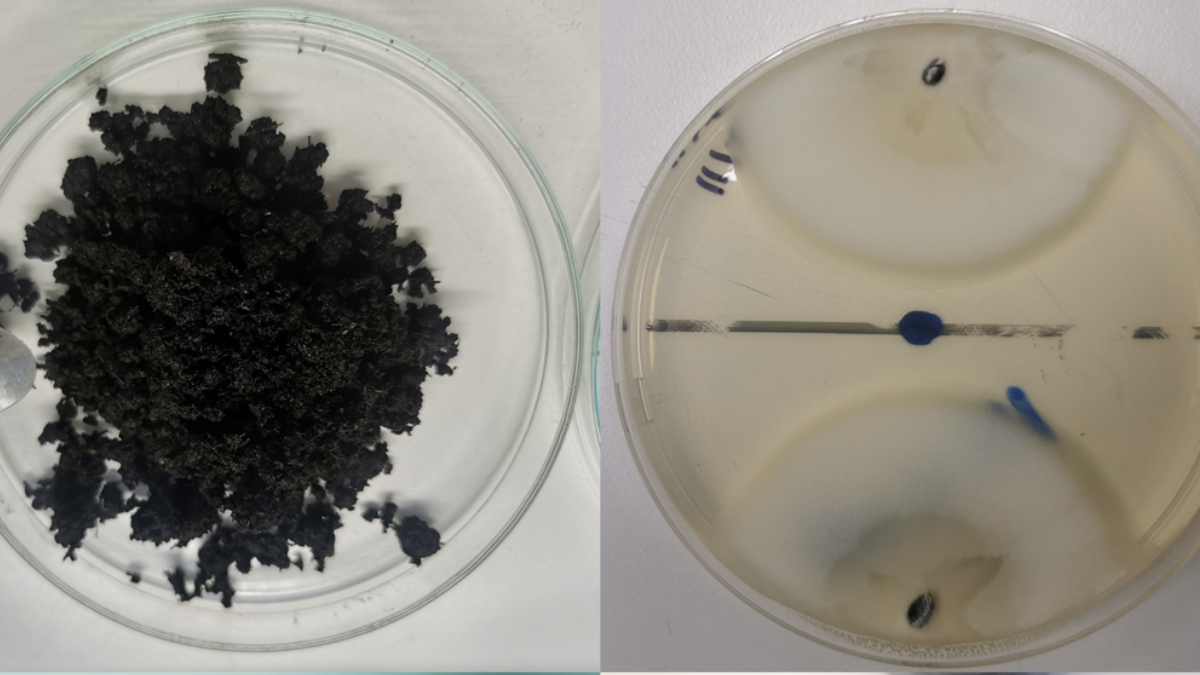 Académicas UST ganan Concurso Interno de Innovación Tecnológica 2025 con proyecto de biofungicida sustentable