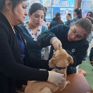 “Porque tú puedes, adopta con amor”