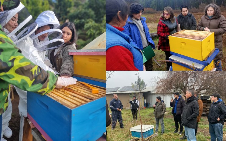 Proyecto SmartBee inicia su primera etapa con visitas a apicultoras en cinco regiones del país